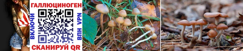 наркошоп Закаменск hydra рабочий сайт Галлюциногенные грибы Magic Shrooms